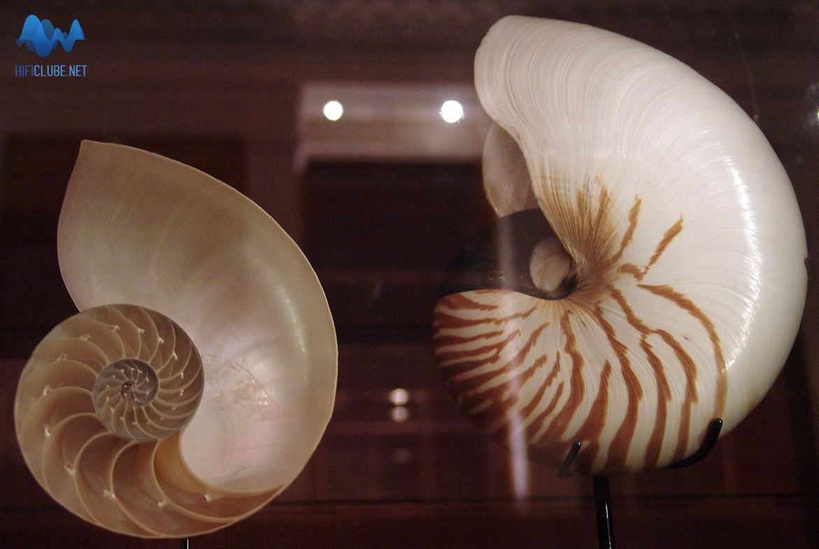 Concha de Nautilus, que inspirou a forma das colunas Nautilus, fotografada no Museu Britânico.