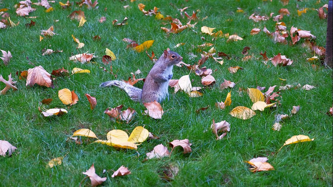 O pequeno esquilo procura comida no relvado do cemitério, indiferente aos turistas que disparam sobre tudo o que mexe...